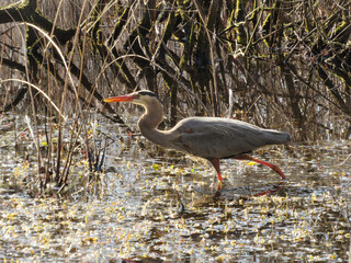 Obraz premium A great blue heron, enjoying a beautiful spring day, within the wetlands of the Bombay Hook National Wildlife Refuge, Kent County, Delaware.