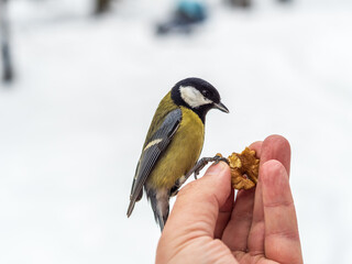 Naklejka premium A tit sits on a man's hand and eats seeds.