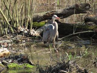 Obraz premium A great blue heron, enjoying a beautiful spring day, within the wetlands of the Bombay Hook National Wildlife Refuge, Kent County, Delaware.