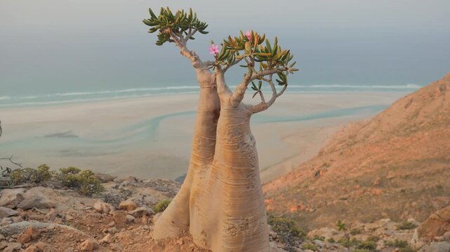 A Socotra Desert Rose (Bottle Tree) with a thick swollen trunk and vibrant pink blossoms grows among rocks in an arid environment, showcasing unique adaptation to harsh desert conditions, POV walking