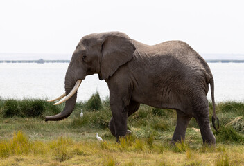 African elephant bull tusker in front of lake in Amboseli National Park in East Africa Kenya KEN