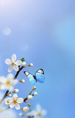 Flowering branches and petals on a blurred background and butterfly.