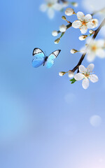 Flowering branches and petals on a blurred background and butterfly.