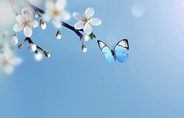 Flowering branches and petals on a blurred background and butterfly.