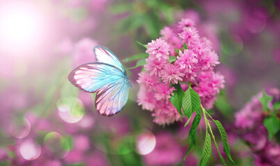 Branch of blossoming sakura cherry on spring background, fluttering blue butterfly in spring on nature outdoors.