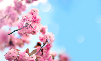 Branch of blossoming sakura cherry on spring background. Spring and nature concept