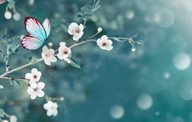 Flowering branches and petals on a blurred background and butterfly.