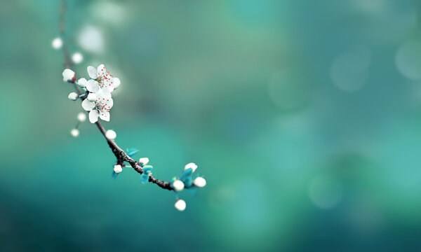 Flowering branches and petals on a blurred background,