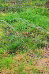 Netting on lawn to protect from pests