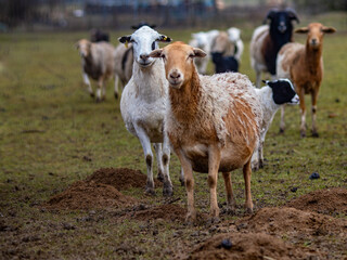 Obraz premium Maulwurfshaufen auf einer Schafweide