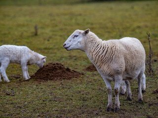 Obraz premium Maulwurfshaufen auf einer Schafweide