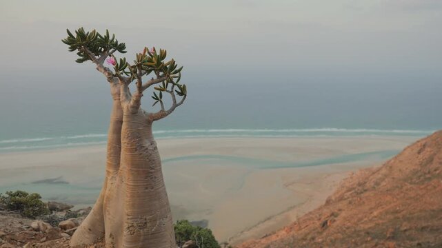 A Socotra Desert Rose (Bottle Tree) with a thick swollen trunk and vibrant pink blossoms grows among rocks in an arid environment, showcasing unique adaptation to harsh desert conditions, POV walking