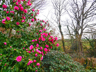 Fototapeta premium Flowering pink camellia bush in a wooded garden bordering countryside fields