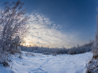 Fototapeta premium Beautiful winter landscape. Trees in the snow in a clearing on a cold day.