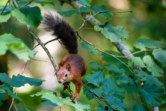 07.08.2018. Red Squirrel (Sciurus vulgaris) on tree in forest.