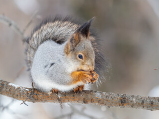 Obraz premium The squirrel with nut sits on tree in the winter or late autumn