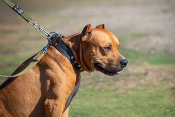Red-haired American Staffordshire Terrier looks attentively at the deserter. Portrait of a beautiful fighting dog on the training ground. Fighting dogs.