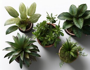top view indoor decoration potted plants isolated on transparent or white background photoreal 3d render
