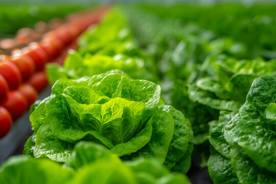 Fresh green lettuce growing in neat rows alongside ripe red tomatoes in a well-maintained vegetable garden with vibrant healthy leaves close up view