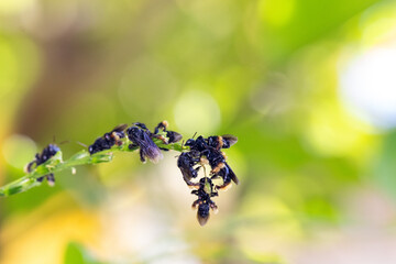 Abelha-irapu&atilde; (Trigona spinipes), tamb&eacute;m conhecida pelos nomes arapu&atilde;, irapu&atilde;, irapu&aacute; e aripu&aacute;.