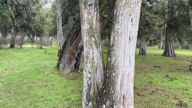 Reserva natural del Sabinar de Calata&ntilde;azor en Soria