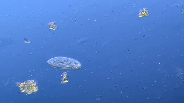 Paramecium and other microorganisms under the microscope at 100x Magnification