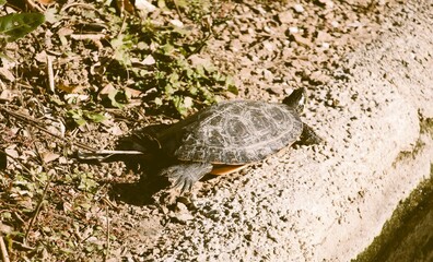 Obraz premium turtle on the rock