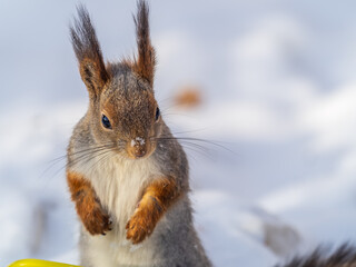 Obraz premium The squirrel sits on white snow