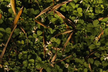 Obraz premium Leaves foliage groundcover flowers plants greenery wildflower strawberry on forest floor with small white blooms and dried grass, closeup of natural texture in soft sunlight