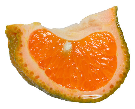 A juicy slice of hybrid citrus Murcotta with bright orange flesh and thick, bumpy skin