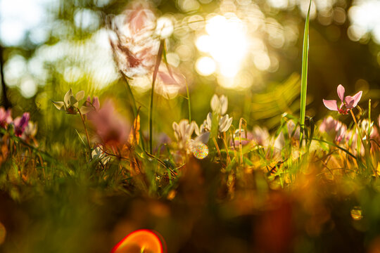 De petite cyclamens s'&eacute;panouissent dans la douce lumi&egrave;re d'un sous bois
