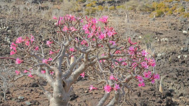 A Socotra Desert Rose (Bottle Tree) with a thick swollen trunk and vibrant pink blossoms grows among rocks in an arid environment, showcasing unique adaptation to harsh desert conditions, POV walking