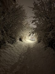 sunset in the forest