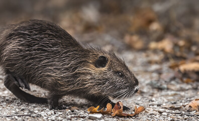 Walking Nutria (Myocastor Coypus)