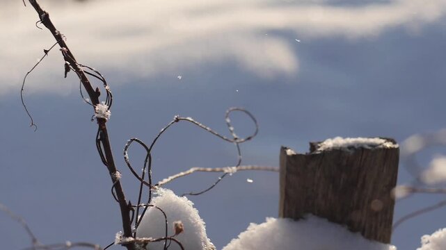 snow-covered vine and rustic wooden post - Cinematic background of winter morning light on frozen garden elements