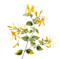 Traditional color scheme neoChinese rockcolored panel paintings embroidery The subject of the picture is a branch of honeysuckle yellowishgreen pure white background.j