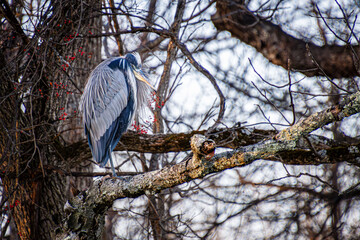great blue heron in a tree