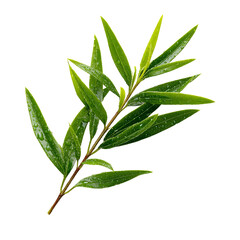 Single tea tree twig with green narrow leaves isolated PNG object transparent background realistic botanical photography style