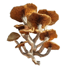 topview professional photo of the psilocybin mushrooms laying close together on a plain white paper there is space between mushrooms and the edges of the shot