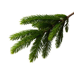 stock photo of a one fir branch clean background a fir branch floats in the air