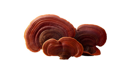 a macro photograph of reishi mushrooms on white background professional photography for nature magazine botanically accurate