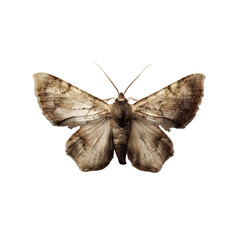 brown moth on white background
