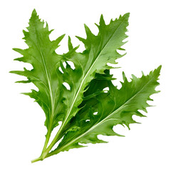 Highresolution closeup of fresh dandelion leaves on a clean white background minimalistic studio lighting soft natural shadows vibrant green color with jagged edges an