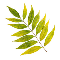 Ailanthus altissima white background