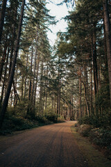 Obraz premium Peaceful Drive Through Lush Green Forest of Pacific Northwest