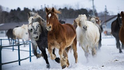 冬に走る馬の群れ