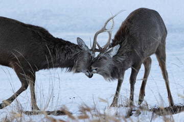 角を突きあうエゾシカ