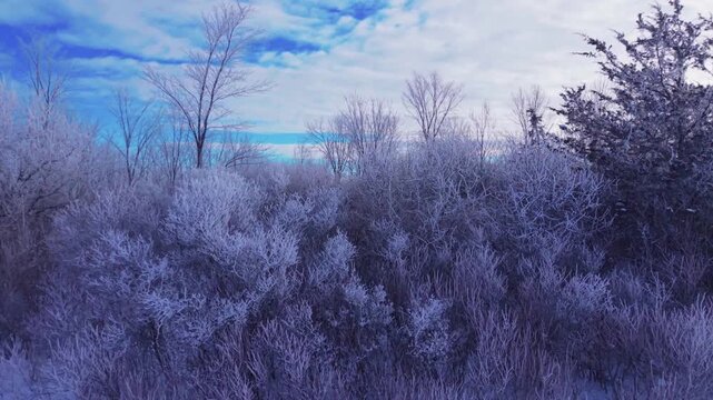 Slow pam across a frosty winter treeline in the sun