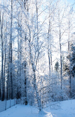 Obraz premium Trees covered in a thick layer of frost, Winter landscape.