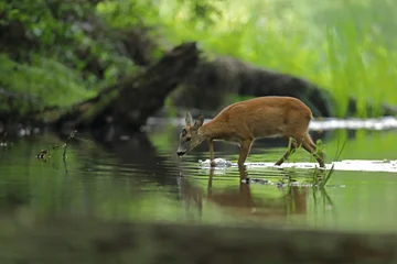 Selbstklebende Fototapeten Rehe Sarna europejska (Capreolus capreolus) roe deer  © Bartosz Rakoczy